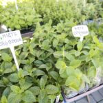 06.06.2020. Kielce. Kiermasz letni w Targach Kielce / Wiktor Taszłow / Radio Kielce