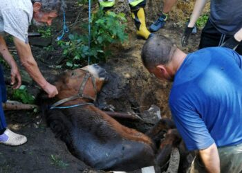 28.06.2020. Budy. Akcja ratowania konia / Państwowa Straż Pożarna Staszów