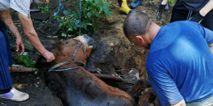 28.06.2020. Budy. Akcja ratowania konia / Państwowa Straż Pożarna Staszów