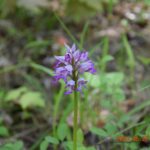 Wroni Dół. Storczyk kukawka / Jadwiga Zagrobelna