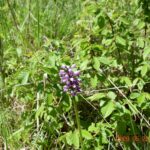 Wroni Dół. Storczyk kukawka / Jadwiga Zagrobelna