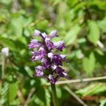 Wroni Dół. Storczyk kukawka / Jadwiga Zagrobelna