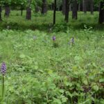 Polana Polichno. Storczyk purpurowy / Jadwiga Zagrobelna