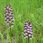 Polana Polichno. Storczyk purpurowy / Jadwiga Zagrobelna