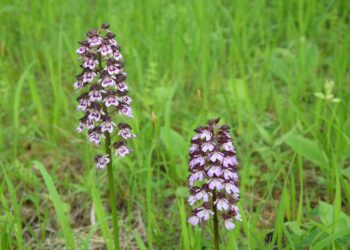 Polana Polichno. Storczyk purpurowy / Jadwiga Zagrobelna