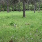 Polana Polichno. Storczyk purpurowy / Jadwiga Zagrobelna