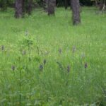 Polana Polichno. Storczyk purpurowy / Jadwiga Zagrobelna