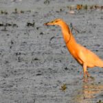 Górki, k. Wiślicy. Czapla modronosa / Damian Czajka