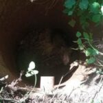 Suchedniów. Młody dzik uwięziony w studni / KP PSP Skarżysko-Kamienna