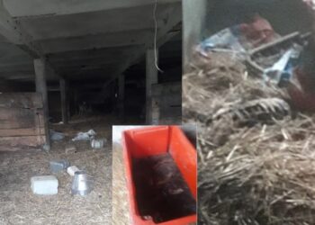 Szczątki zwierząt na posesji w Gogolinie / Działaczki Towarzystwa Przyjaciół Zwierząt
