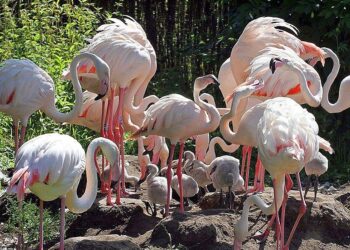 Zoo Opole/Facebook