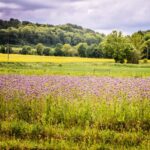 11.07.2020. Muzyczne podróże. Dolny Śląsk / Grażyna Woźniczka