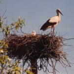 Podlasie / Danuta Rasała