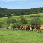 Beskid Niski / Majka Szura i Tomasz Słoń