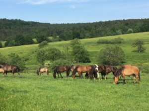 Beskid Niski / Majka Szura i Tomasz Słoń