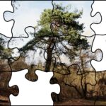 24.07.2020. Fotopuzzle z Radiem Kielce - element nr 8 / Radio Kielce