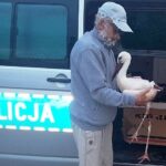 03.07.2020. Imielno. Policjanci uratowali bociana / KPP w Jędrzejowie