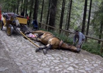 Kolejny wypadek konia w Tatrach / Fundacja Viva