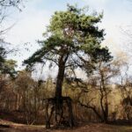 24.07.2020. Fotopuzzle z Radiem Kielce. Wełecz koło Buska-Zdroju - "sosna na szczudłach" / Radio Kielce