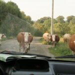 Beskid Niski / Majka Szura i Tomasz Słoń