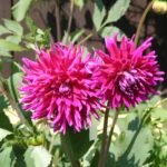 Beskid Niski / Majka Szura i Tomasz Słoń