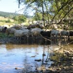 Beskid Niski / Majka Szura i Tomasz Słoń