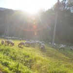 Beskid Niski / Majka Szura i Tomasz Słoń