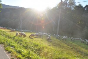 Beskid Niski / Majka Szura i Tomasz Słoń