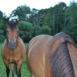 Beskid Niski / Majka Szura i Tomasz Słoń