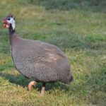 Beskid Niski / Majka Szura i Tomasz Słoń