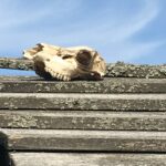 Beskid Niski / Majka Szura i Tomasz Słoń