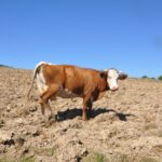 Beskid Niski / Majka Szura i Tomasz Słoń