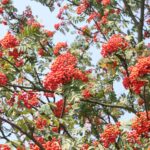 Beskid Niski / Majka Szura i Tomasz Słoń