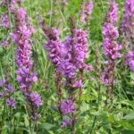 Beskid Niski / Majka Szura i Tomasz Słoń