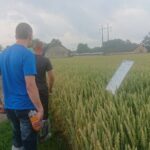 03.07.2020 Słupia Jędrzejowska. Stacja Doświadczalna Oceny Odmian / Ewa Pociejowska-Gawęda / Radio Kielce