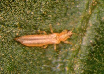 Wciorniastek zachodni / wikipedia.org