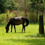 29.07.2020. Sielpia. Konie huculskie / Magda Galas-Klusek / Radio Kielce