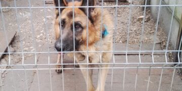 18.11.2016. Schronisko dla bezdomnych zwierząt w Busku-Zdroju / Kamil Włosowicz / Radio Kielce