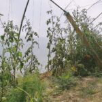 27.07.2020.  Skarbka Dolna. Gospodarstwo agroturystyczne „U Zosi” / Agata Kocaj / Radio Kielce