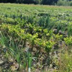 27.07.2020.  Skarbka Dolna. Gospodarstwo agroturystyczne „U Zosi” / Agata Kocaj / Radio Kielce