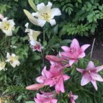 19.07.2020. Sandomierz. Lilie państwa Czerwińskich / Grażyna Szlęzak-Wójcik / Radio Kielce