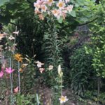 19.07.2020. Sandomierz. Lilie państwa Czerwińskich / Grażyna Szlęzak-Wójcik / Radio Kielce