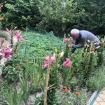 19.07.2020. Sandomierz. Lilie państwa Czerwińskich. Na zdjęciu: Marceli Czerwiński / Grażyna Szlęzak-Wójcik / Radio Kielce