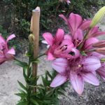 19.07.2020. Sandomierz. Lilie państwa Czerwińskich / Grażyna Szlęzak-Wójcik / Radio Kielce