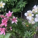 19.07.2020. Sandomierz. Lilie państwa Czerwińskich / Grażyna Szlęzak-Wójcik / Radio Kielce