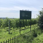 25.07.2020. Sandomierz. Dzień otwartych winnic / Grażyna Szlęzak-Wójcik / Radio Kielce