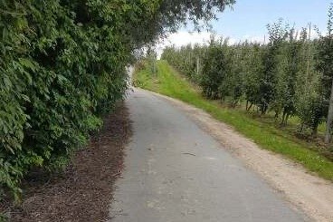 27.07.2020. Kleczanów Kolonia. Droga po wycince / Grażyna-Szlęzak-Wójcik / Radio Kielce