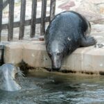 Foki w helskim fokarium / Robert Felczak / Radio Kielce