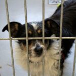 30.07.2020. Kielce. Schronisko dla Bezdomnych Zwierząt w Dyminach / Faustyna Terelak / Radio Kielce