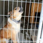 30.07.2020. Kielce. Schronisko dla Bezdomnych Zwierząt w Dyminach / Faustyna Terelak / Radio Kielce